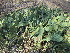  (Opuntia humifusa - PPRI-0058)  @11 [ ] No Rights Reserved  Unspecified Unspecified