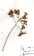  (Kalanchoe paniculata - RL1234)  @11 [ ] No Rights Reserved  Unspecified Unspecified