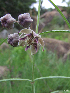  (Asclepias schlechteri - WM_sn_754)  @11 [ ] No Rights Reserved  Unspecified Unspecified