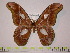  (Rothschildia xanthina xanthina - BC-FMP-0007)  @13 [ ] Copyright (2010) Unspecified Research Collection of Frank Meister