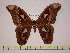  (Rothschildia speculifer speculifer - BC-FMP-0009)  @15 [ ] Copyright (2010) Unspecified Research Collection of Frank Meister