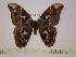  (Rothschildia peruviana apurimacana - BC-FMP-0019)  @13 [ ] Copyright (2010) Unspecified Research Collection of Frank Meister