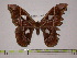  (Rothschildia paucidentata - BC-FMP-0059)  @13 [ ] Copyright (2010) Unspecified Research Collection of Frank Meister