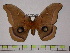  (Antheraea polyphemus polyphemus - BC-FMP-0070)  @11 [ ] Copyright (2010) Unspecified Research Collection of Frank Meister