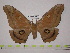  (Antheraea montezuma - BC-FMP-0072)  @14 [ ] Copyright (2010) Unspecified Research Collection of Frank Meister