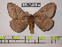  (Pseudodirphia ecoccidides - BC-FMP-0167)  @15 [ ] Copyright (2010) Unspecified Research Collection of Frank Meister