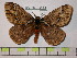  (Pseudodirphia birepascoensis - BC-FMP-0174)  @15 [ ] Copyright (2010) Unspecified Research Collection of Frank Meister