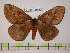  (Pseudodirphia dioscola - BC-FMP-0184)  @15 [ ] Copyright (2010) Unspecified Research Collection of Frank Meister