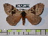  (Dirphia brevifurca - BC-FMP-0305)  @15 [ ] Copyright (2010) Unspecified Research Collection of Frank Meister