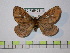  (Cerodirphia pomacochasana - BC-FMP-0311)  @13 [ ] Copyright (2010) Unspecified Research Collection of Frank Meister