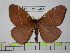  (Lemaireodirphia transversaria - BC-FMP-0344)  @13 [ ] Copyright (2010) Unspecified Research Collection of Frank Meister