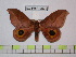  (Automeris paramelanops - BC-FMP-0570)  @13 [ ] Copyright (2010) Unspecified Research Collection of Frank Meister