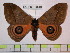  (Automeris amanda amandocuscoensis - BC-FMP-0619)  @14 [ ] Copyright (2010) Unspecified Research Collection of Frank Meister