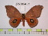  (Automeris cuscjunensis - BC-FMP-0622)  @15 [ ] Copyright (2010) Unspecified Research Collection of Frank Meister