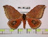  (Automeris bilbahiana - BC-FMP-0640)  @15 [ ] Copyright (2010) Unspecified Research Collection of Frank Meister