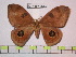  (Automeris rostralis - BC-FMP-0645)  @14 [ ] Copyright (2010) Unspecified Research Collection of Frank Meister