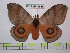  (Automeris coresus - BC-FMP-0668)  @14 [ ] Copyright (2010) Unspecified Research Collection of Frank Meister