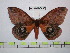  (Automeris parageus - BC-FMP-0690)  @13 [ ] Copyright (2010) Unspecified Research Collection of Frank Meister