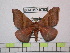  (Hirpida jujuylinea - BC-FMP-0792)  @15 [ ] Copyright (2010) Unspecified Research Collection of Frank Meister