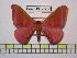  (Hirpida winbrechlini - BC-FMP-0793)  @14 [ ] Copyright (2010) Unspecified Research Collection of Frank Meister