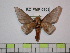  (Syssphinx riekerti - BC-FMP-0902)  @14 [ ] Copyright (2010) Unspecified Research Collection of Frank Meister