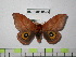  (Automeris harriamazonica - BC-FMP-0520)  @15 [ ] Copyright (2010) Unspecified Research Collection of Frank Meister