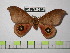  (Automeris elenensis - BC-FMP-0554)  @15 [ ] Copyright (2010) Unspecified Research Collection of Frank Meister