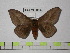  (Automeris inornata - BC-FMP-0557)  @14 [ ] Copyright (2010) Unspecified Research Collection of Frank Meister