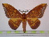  (Eacles tyrannus - BC-FMP-1031)  @15 [ ] Copyright (2010) Unspecified Research Collection of Frank Meister