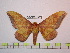  (Eacles masoni masoni - BC-FMP-1036)  @14 [ ] Copyright (2010) Unspecified Research Collection of Frank Meister