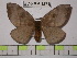  (Hylesia indandex - BC-FMP-1272)  @14 [ ] Copyright (2010) Unspecified Research Collection of Frank Meister