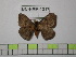  (Hylesia munonia - BC-FMP-1317)  @11 [ ] Copyright (2010) Unspecified Research Collection of Frank Meister