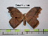  (Oxytenis leda - BC-FMP-1818)  @11 [ ] Copyright (2010) Unspecified Research Collection of Frank Meister