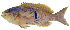  (Caesioperca rasor - ABTC148930)  @11 [ ] Copyright (2018) Unspecified CSIRO, Australian National Fish Collection
