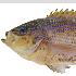  ( - ABTC87213)  @11 [ ] Copyright (2018) Unspecified CSIRO, Australian National Fish Collection
