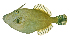  (Eubalichthys - ABTC138220)  @11 [ ] Copyright (2018) Unspecified CSIRO, Australian National Fish Collection