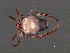  (Arrenurus sp0953C - CNC-IMS090053.022)  @16 [ ] CreativeCommons - Attribution (2010) Unspecified Centre for Biodiversity Genomics