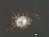  (Arrenurus sp0953G - CNC-IMS090053.029)  @14 [ ] CreativeCommons - Attribution (2010) Unspecified Centre for Biodiversity Genomics