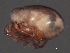  (Arrenurus sp0963E - CNC-IMS090063.032)  @14 [ ] CreativeCommons - Attribution (2010) Unspecified Centre for Biodiversity Genomics