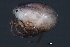  (Arrenurus sp0935G - CNC-IMS090035.046)  @14 [ ] CreativeCommons - Attribution (2010) Unspecified Centre for Biodiversity Genomics