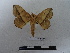  (Cicinnus manalca - BC-MNHN-LEP00793)  @11 [ ] Copyright (2019) Rodolphe Rougerie Museum national d'Histoire naturelle