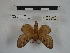  (Tolype nigripuncta - BC-MNHN-LEP00815)  @11 [ ] Copyright (2019) Rodolphe Rougerie Museum national d'Histoire naturelle