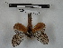  (Euglyphis nr. ornata - BC-MNHN-LEP00858)  @11 [ ] Copyright (2019) Rodolphe Rougerie Museum national d'Histoire naturelle