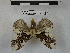  (Euglyphis nr. thyatira - BC-MNHN-LEP00860)  @11 [ ] Copyright (2019) Rodolphe Rougerie Museum national d'Histoire naturelle