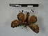  (Euglyphis marissima - BC-MNHN-LEP00873)  @11 [ ] Copyright (2019) Rodolphe Rougerie Museum national d'Histoire naturelle
