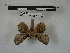  (Euglyphis praedicabilis - BC-MNHN-LEP00899)  @11 [ ] Copyright (2019) Rodolphe Rougerie Museum national d'Histoire naturelle