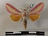  ( - BC-MNHN-Lep01155)  @11 [ ] Creative common (2021) Rodolphe Rougerie Museum national d'Histoire naturelle