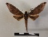  ( - BC-MNHN-Lep01151)  @11 [ ] Creative common (2021) Rodolphe Rougerie Museum national d'Histoire naturelle