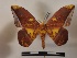  ( - BC-MNHN-Lep01046)  @14 [ ] Creative common (2021) Rodolphe Rougerie Museum national d'Histoire naturelle