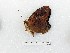  (Vagrans egista scyllaria - BC-MNHN-LEP03288)  @11 [ ] CC-by (2023) Rodolphe Rougerie Museum national d'Histoire naturelle, Paris